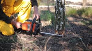 Trusted Parkway, CA Tree Care  Experts