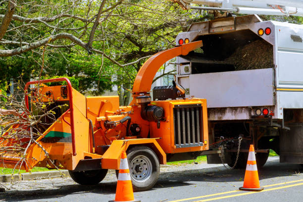 How Our Tree Care Process Works  in  Parkway, CA